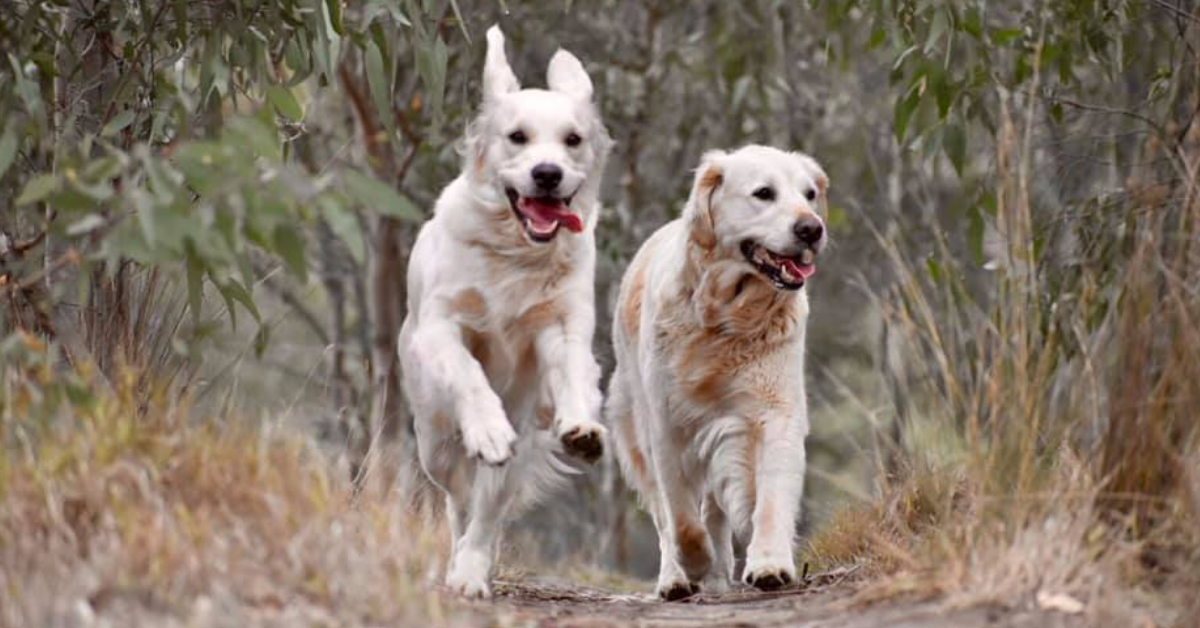 Skye and Bella, two pedigree golden retrievers, running together in the Australian bush