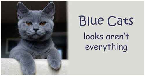 Blue Cats - British Shorthair, Russian, Burmese or Korat?