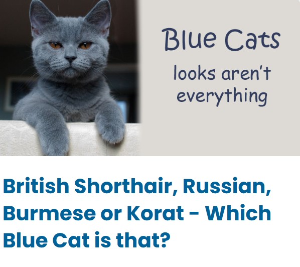 Blue Cats - British Shorthair, Russian, Burmese or Korat?