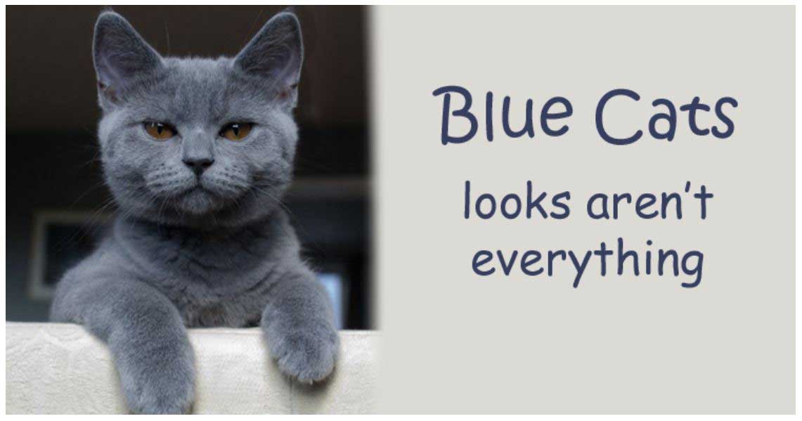 Blue Cats - British Shorthair, Russian, Burmese or Korat?