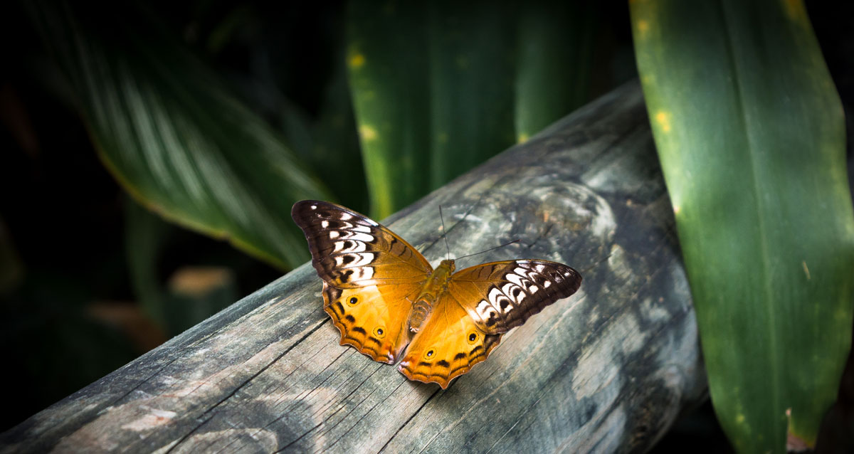 Butterfly - Cairns, Queensland