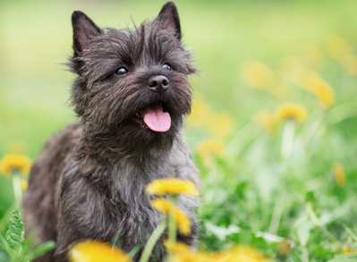 Cairn Terrier - Non shedding dog breed