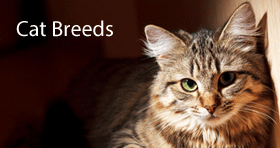 Cat Breed Information & Cat Breeders