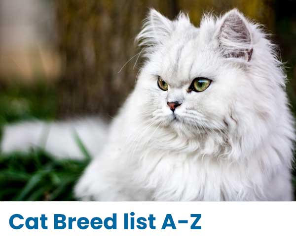 Cat Breed List A-Z & Breed Information