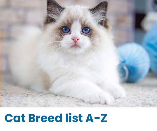 Cat Breed List A-Z & Breed Information