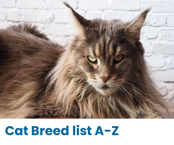 Cat Breed List A-Z, Breed Information, Registered Cat Breeders