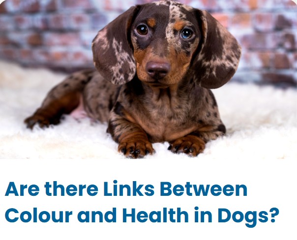 Double Dapple Dachshund Puppy - Colour and health in dogs