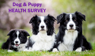 Perfect Pets Dog Lovers Survey