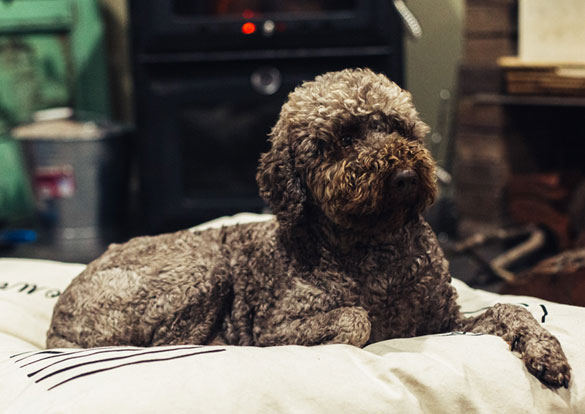 Registered Cocker Spaniel Dog Breeders Australia