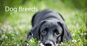dog breed information & dog breeders
