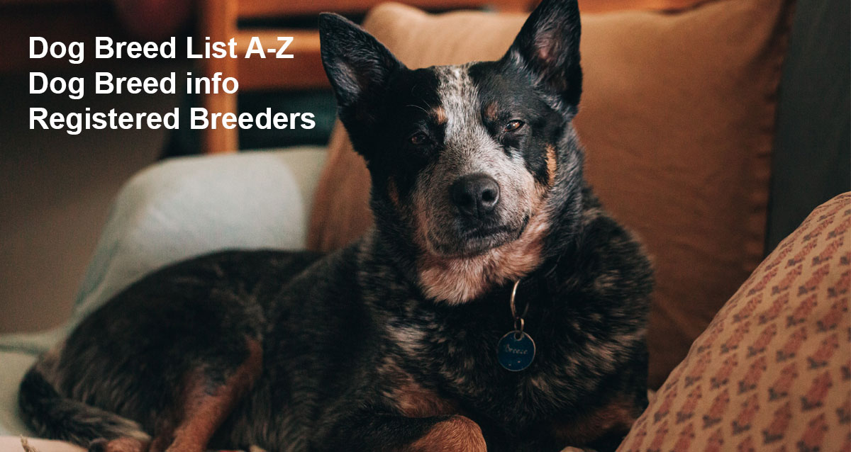 registered dog breeds a to z