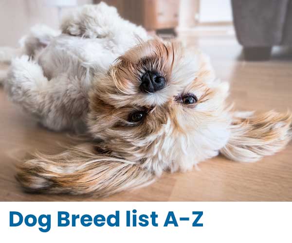 Dog Breed List A-Z, Breed Information, ANKC Breeder list