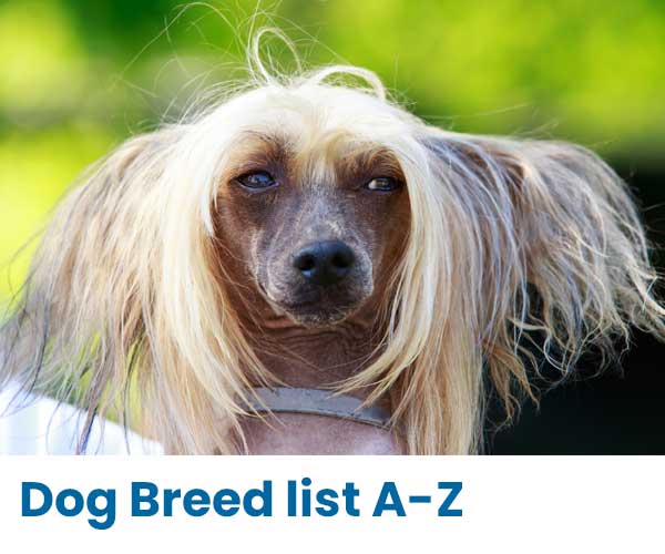 Dog Breed List A-Z, Breed Information, ANKC Breeder list