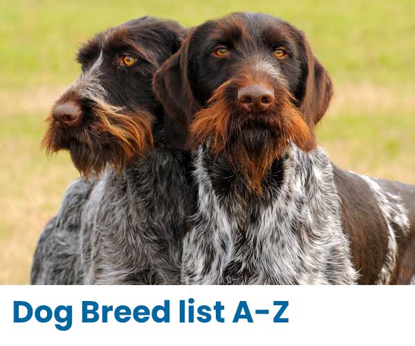 Dog Breed List A-Z, Breed Information
