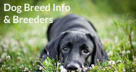 dog breeds, dog information & dog breeders