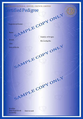 Sample Dogs Australia Main Register pedigree certificate (blue papers)