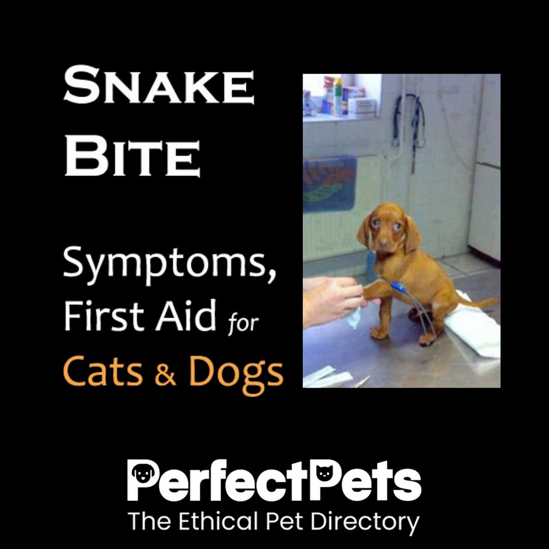 How to treat a dog for snakebite