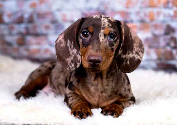 Double Dapple Dachshund Puppy - Colours and health in dogs