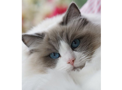 Ragdoll Cat - "Duchess" Blue Bicolour
