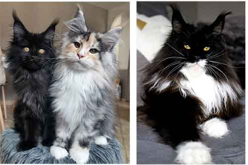 Maine Coon Cats - Euphoric Melody Maine Coons