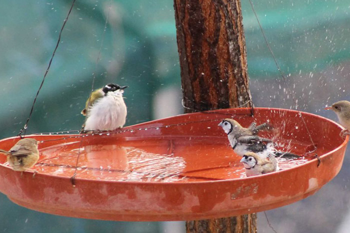 Fairy wrens and finches at a water basin