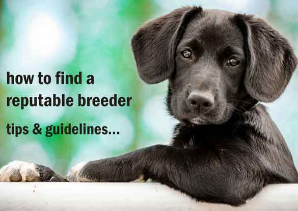 finding a responsible breeder - tips and guidlines