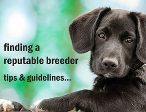Finding a responsible breeder