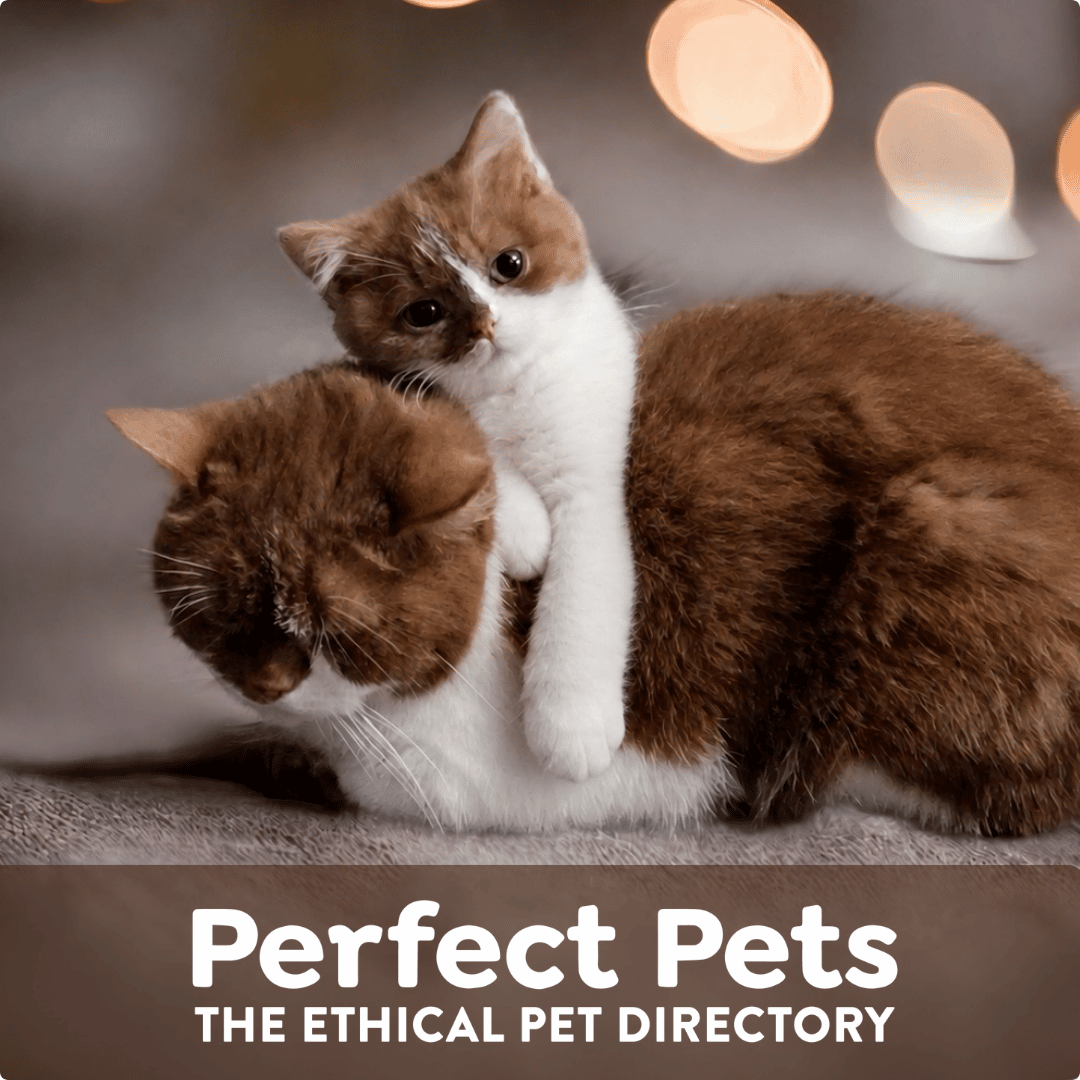 Perfect Pets social graphic featuring British Shorthair cats, 1080 
