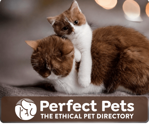 Perfect Pets website banner featuring British Shorthair cats, 300 