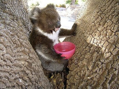 Echidna-drinking-from-water-bowl