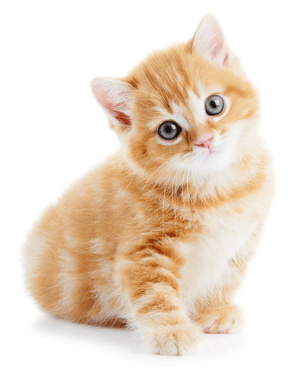 dougals doggy daycare