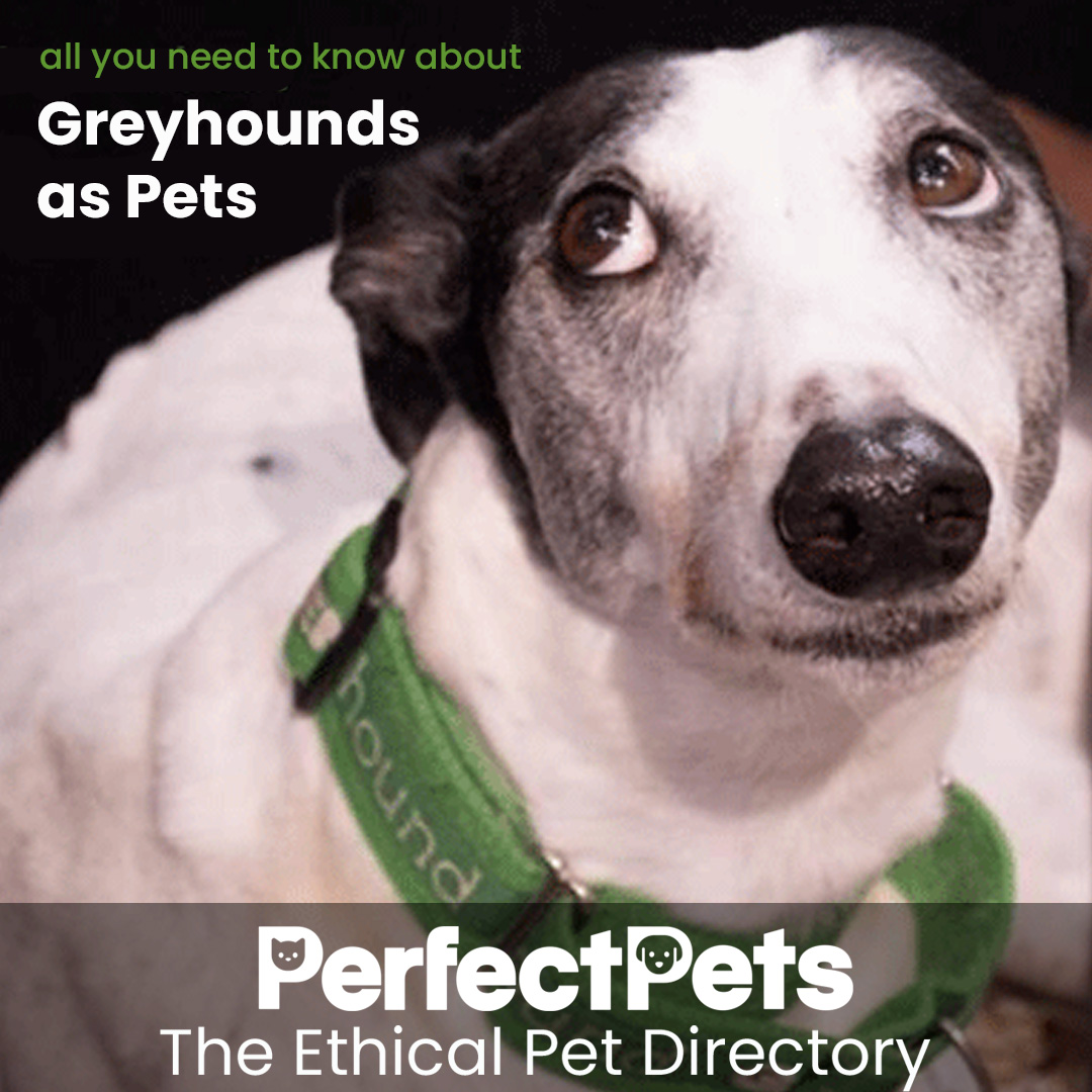 Greyhounds as pets