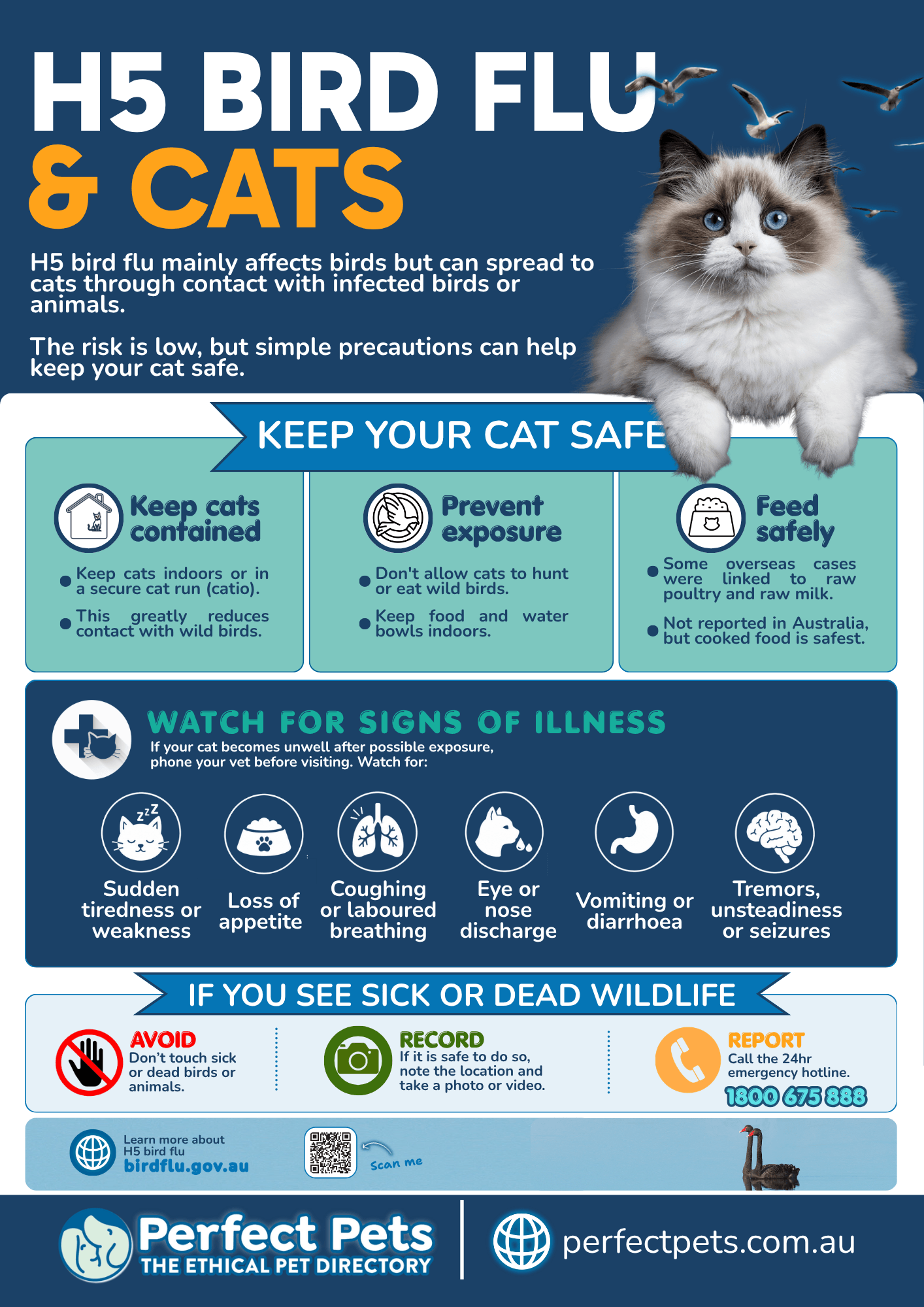Perfect Pets H5 bird flu and cats poster