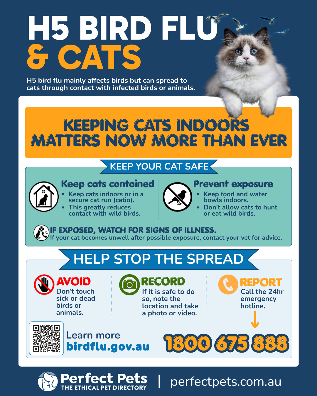 Perfect Pets H5 bird flu and cats poster