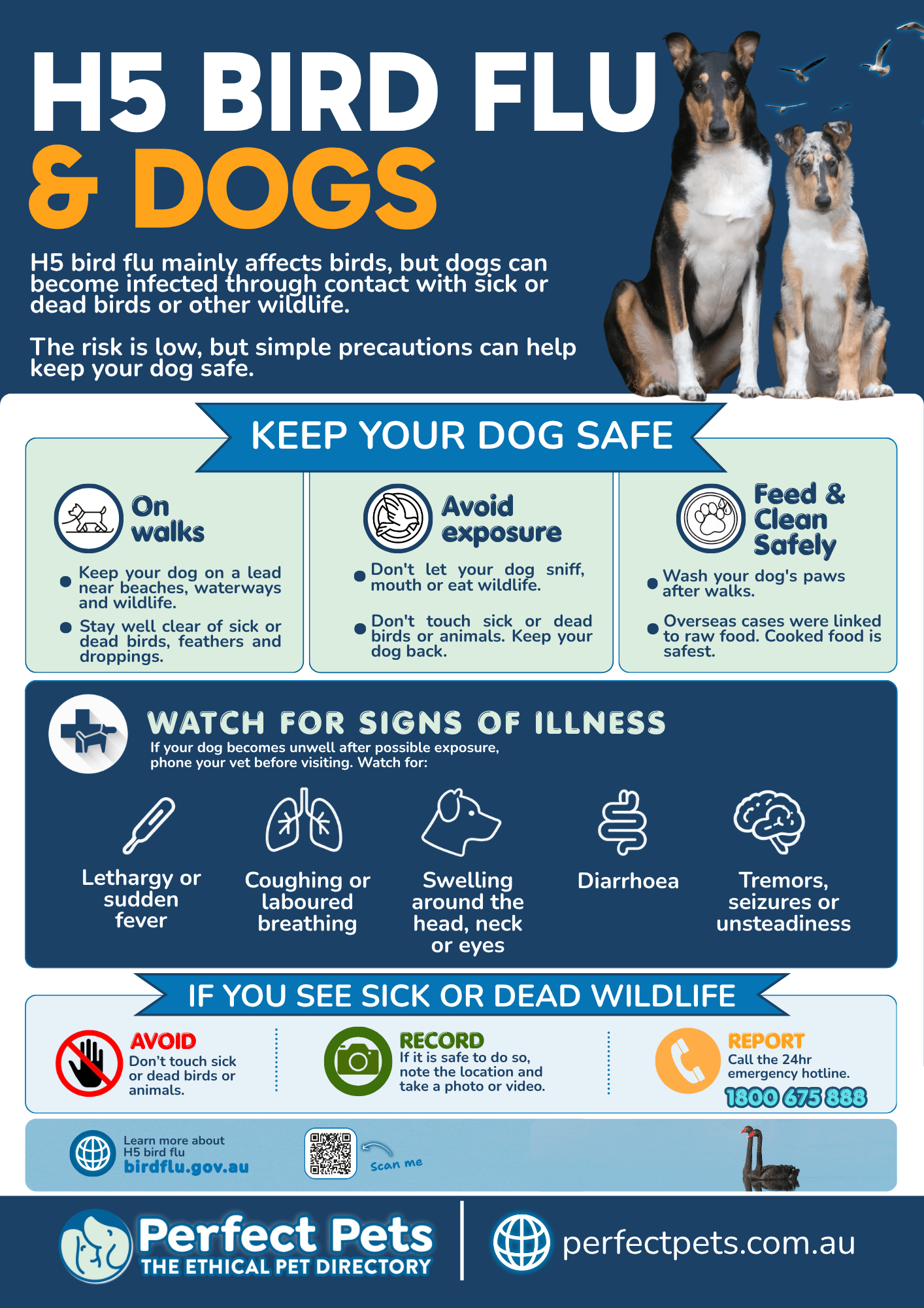 Perfect Pets H5 bird flu and dogs poster