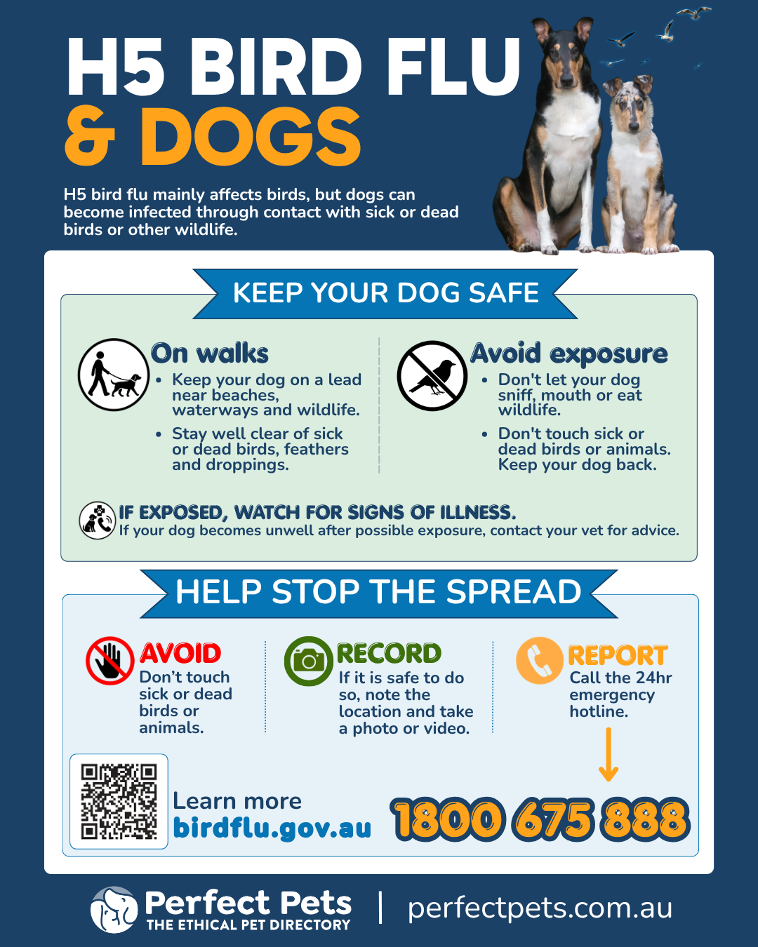 Perfect Pets H5 bird flu and dogs poster