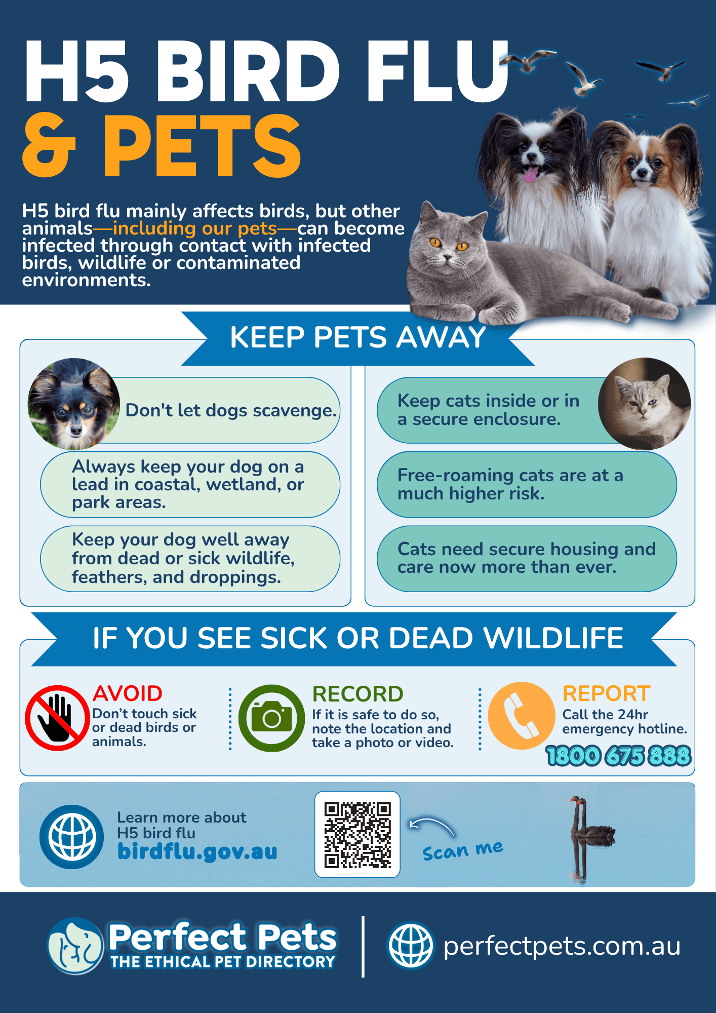 Perfect Pets H5 bird flu and pets poster