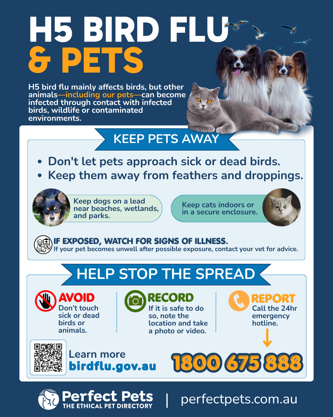 Perfect Pets H5 bird flu and pets poster