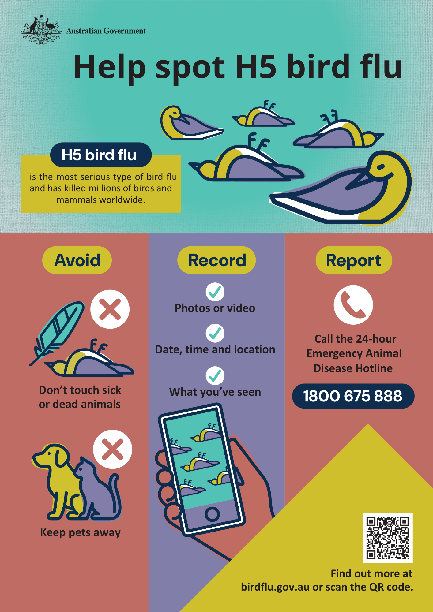 Help spot H5 bird flu -- Department of Agriculture, Fisheries and Forestry infographic