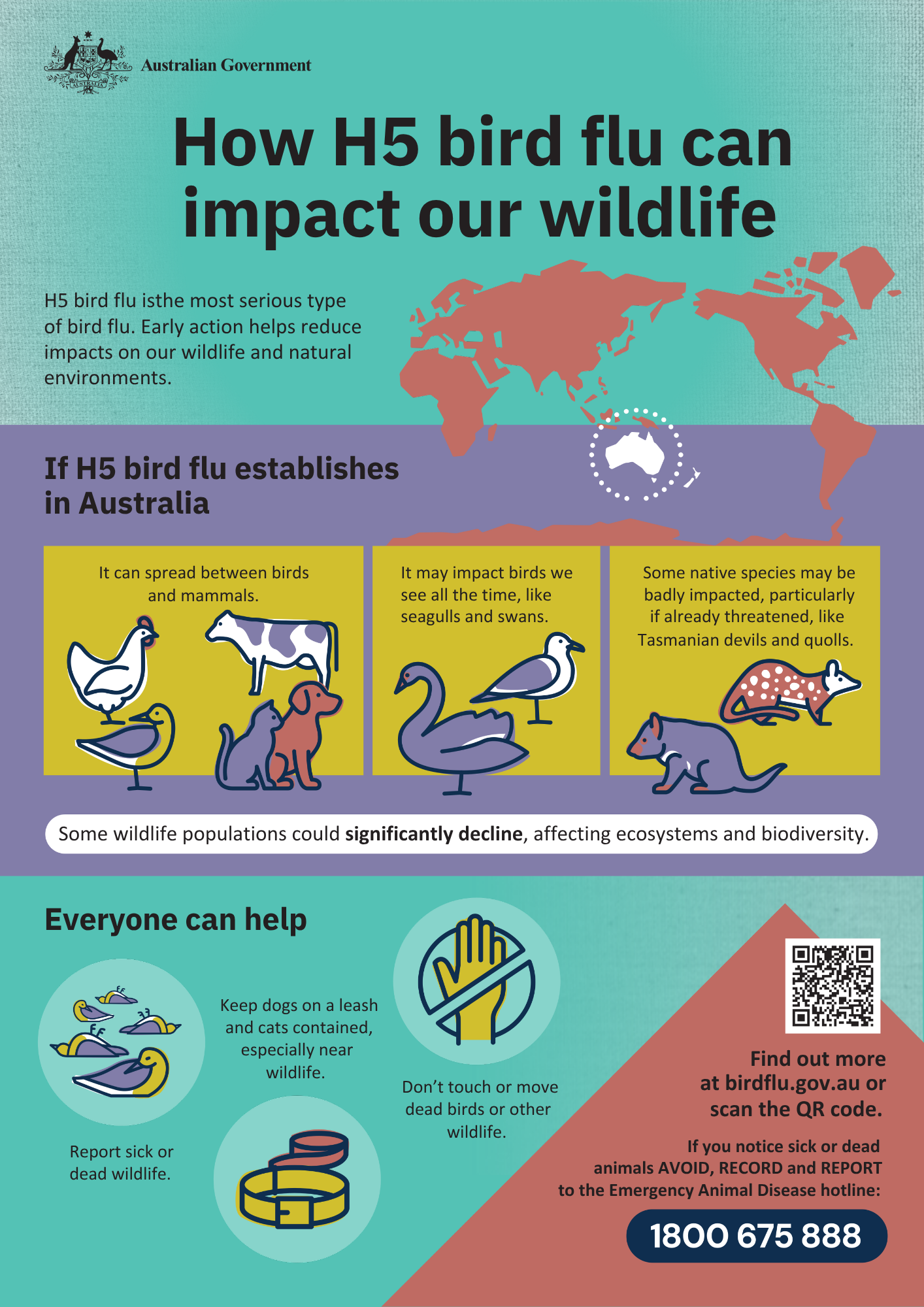 How H5 bird flu can impact our wildlife -- Department of Agriculture, Fisheries and Forestry infographic