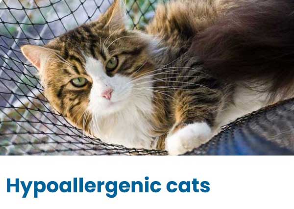Hypoallergenic cats