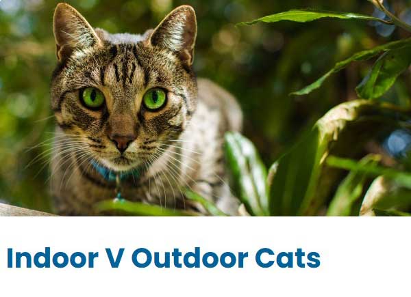 Indoor Vs Outdoor Cats
