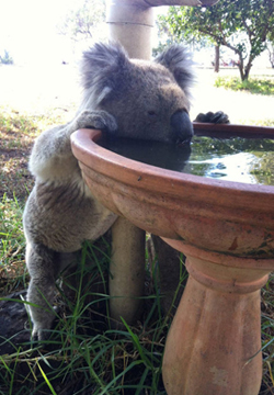 thirsty koala