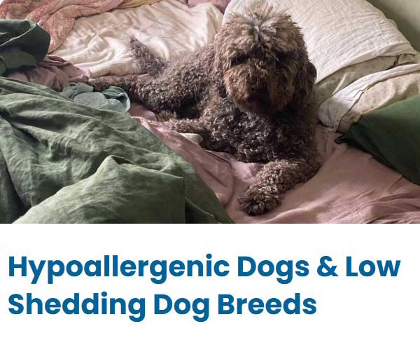 Hypoallergenic Dog Breeds