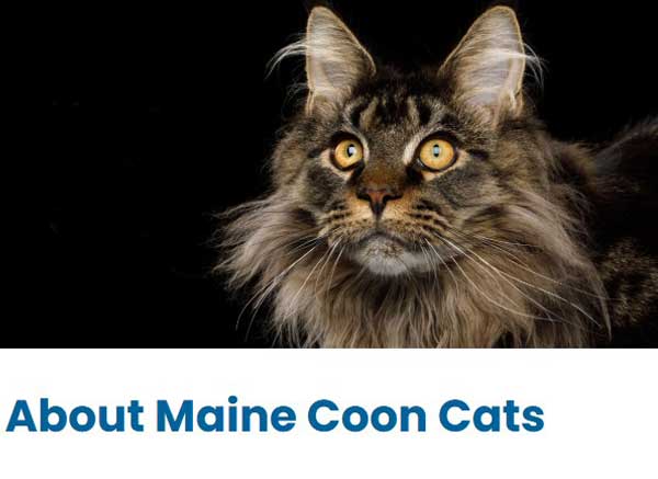 All About Maine Coon Cats