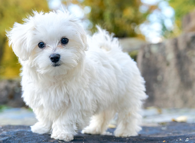 Maltese Dog - non shed dogs breeds