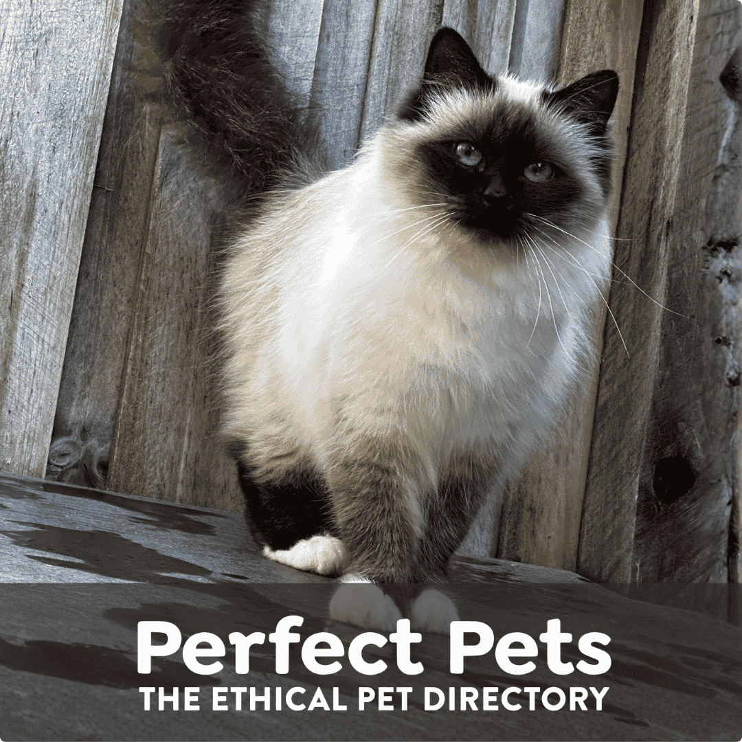 Perfect Pets social graphic featuring a Birman cat, 1080 