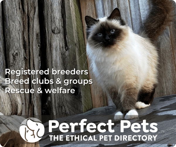 Perfect Pets website banner featuring a Birman cat, 300 