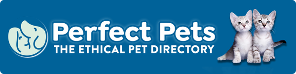 Perfect Pets website banner featuring Australian Mist kittens, 600 