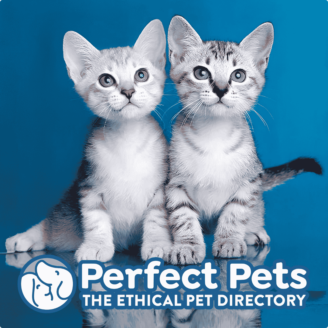 Perfect Pets social graphic featuring Australian Mist kittens, 1080 